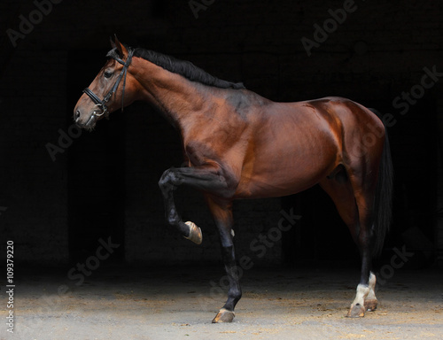 Trakehner stallion in dark stable doors background photo