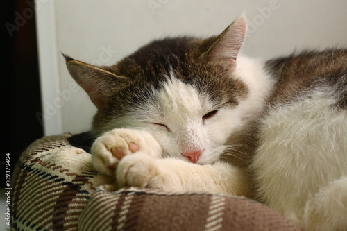  tom cat sleep in pet bed close-up photo photo