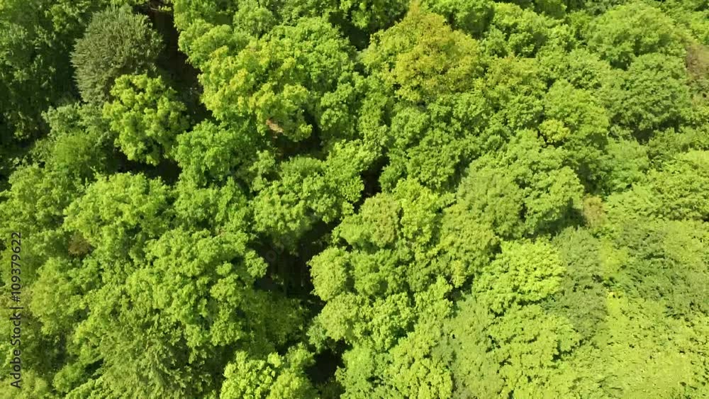 Flying over green forest Flying over green forest