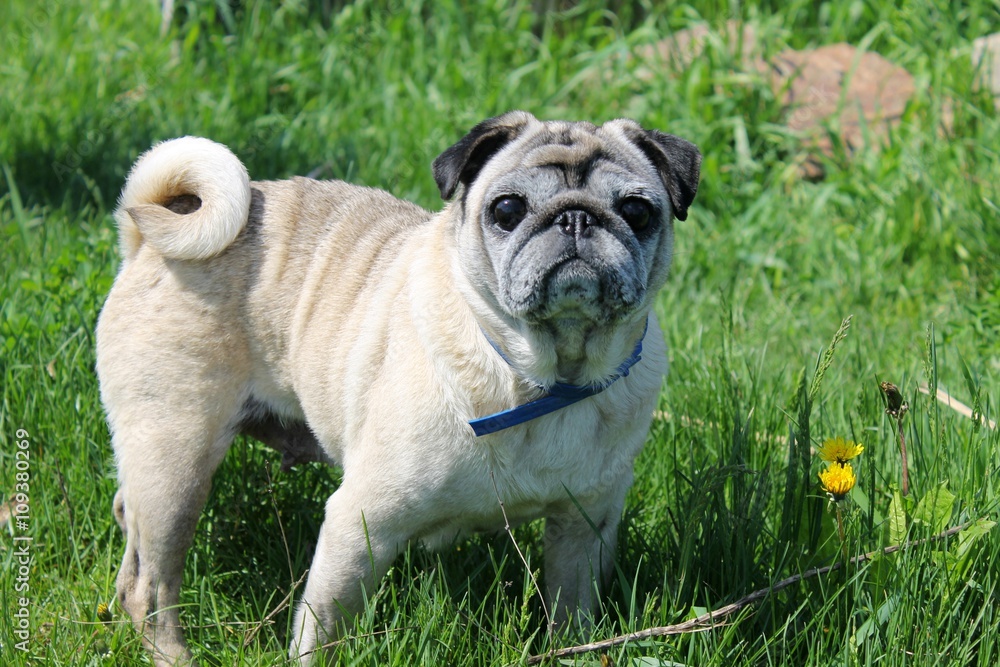 Pug dog on green grass 