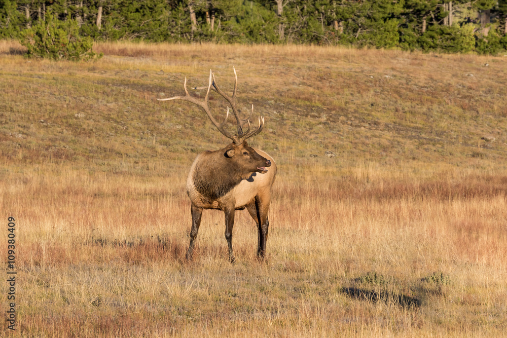 Naklejka premium Bull Elk Bugling
