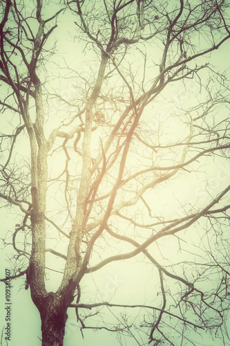 Fototapeta Naklejka Na Ścianę i Meble -  Branches of tree