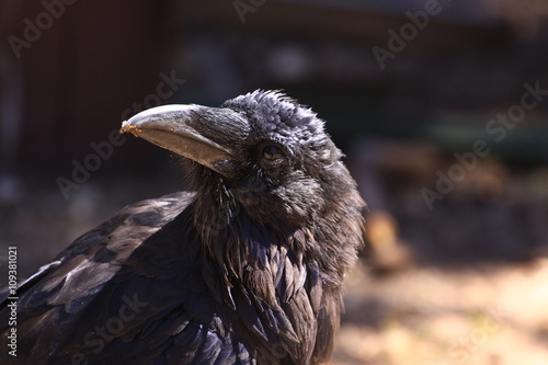 il corvo photo