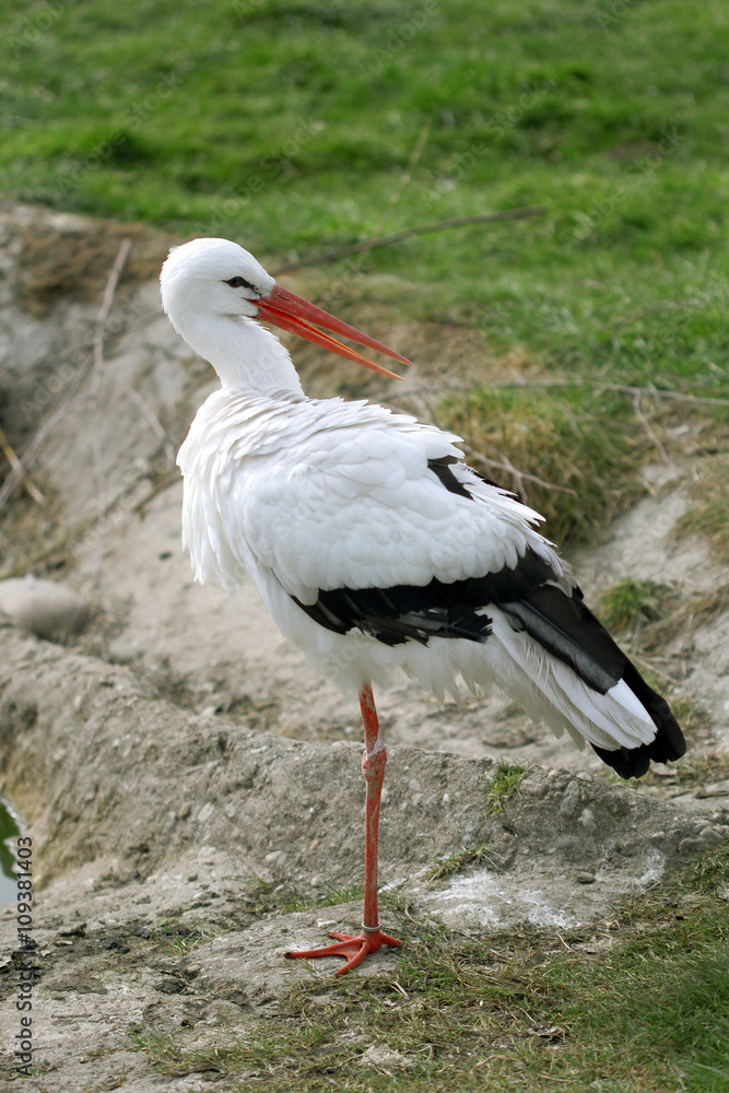 The cute white stork close up portrait The cute white stork close up portrait
