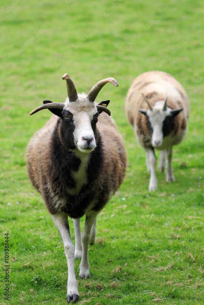 The white and black sheep standing in the green field The white and black sheep standing in the green field
