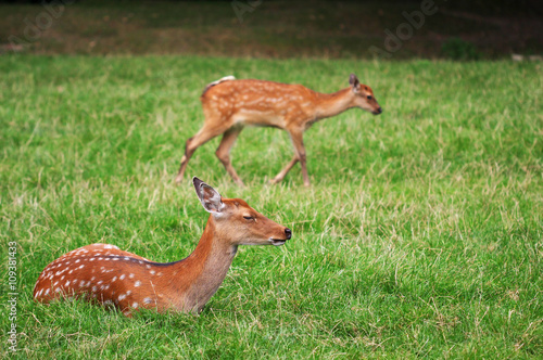 Fototapeta Naklejka Na Ścianę i Meble -  The cute brown roe deers relax in the green grass