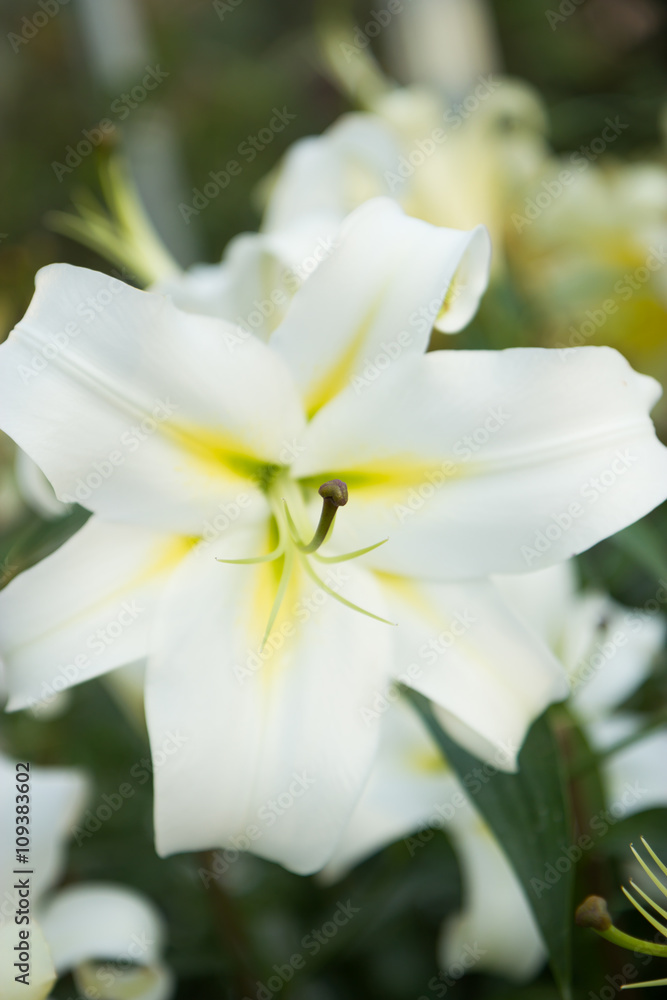 Beautiful white lily Beautiful white lily
