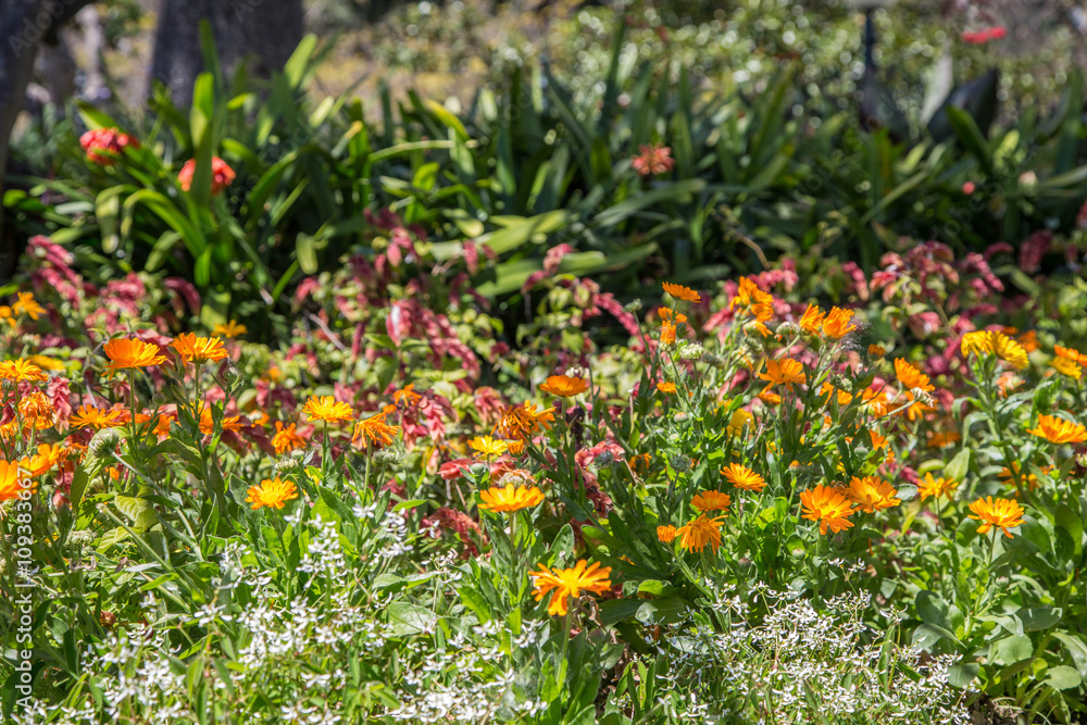 farbenfrohe Blumenpracht in öffentlichen Parkanlagen in Funchal, Madeira, Portugal farbenfrohe Blumenpracht in öffentlichen Parkanlagen in Funchal, Madeira, Portugal