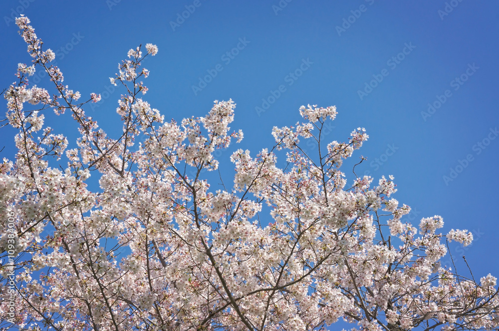 Sakura tree flowers on blue sky