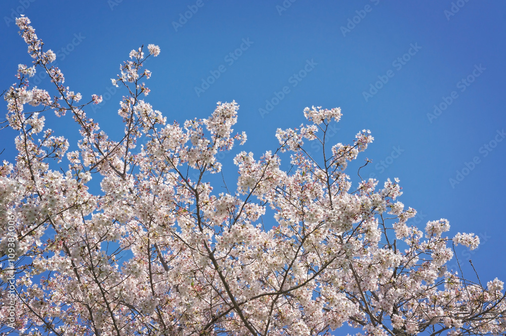 Sakura tree flowers on blue sky Sakura tree flowers on blue sky
