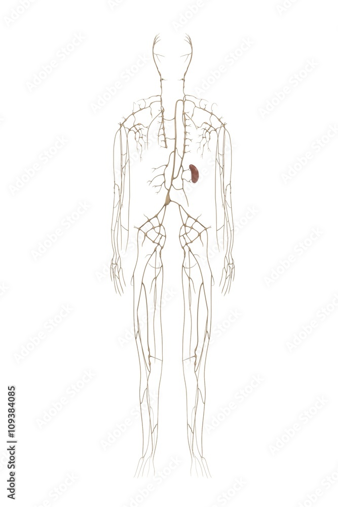 3d renderings of lymphatic system