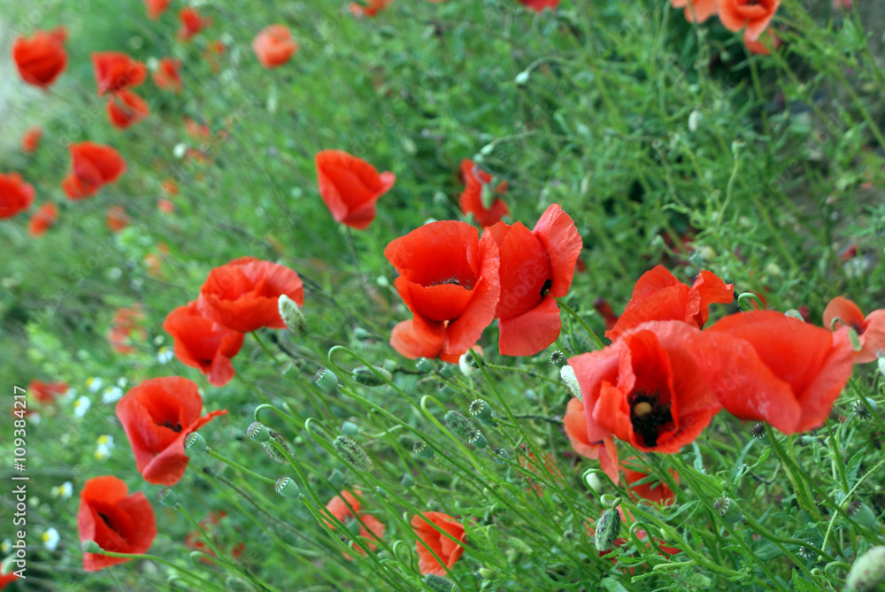Naklejka premium Feld mit roten Mohnblumen im Sommer