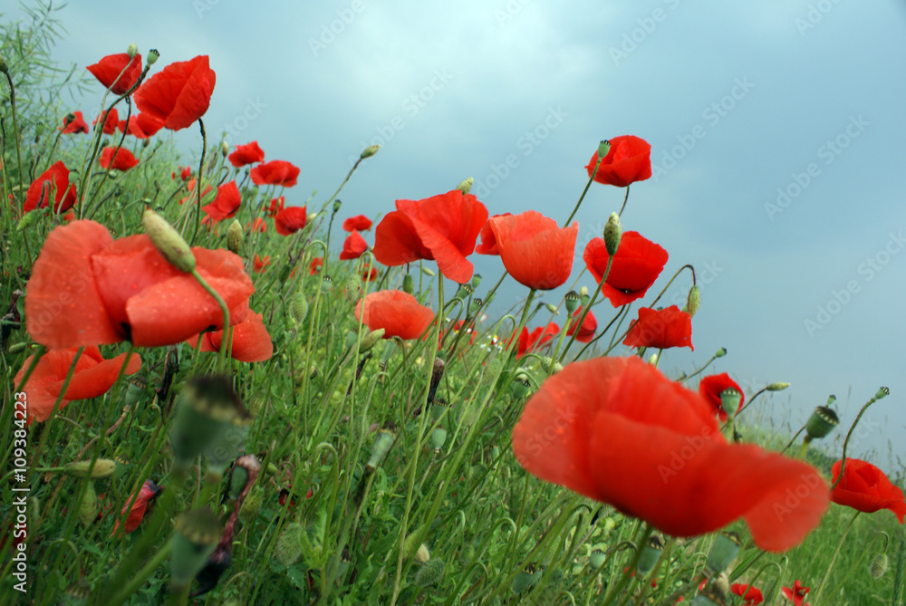 Fototapeta premium Feld mit roten Mohnblumen im Sommer