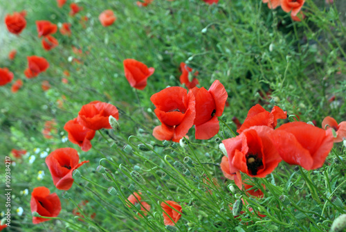 Feld mit roten Mohnblumen im Sommer