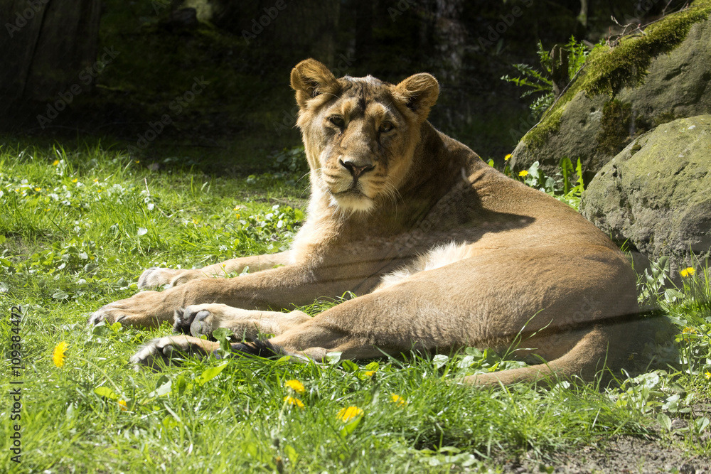 Asiatic lion, Panthera leo persica, lives in a small reserve in India Asiatic lion, Panthera leo persica, lives in a small reserve in India