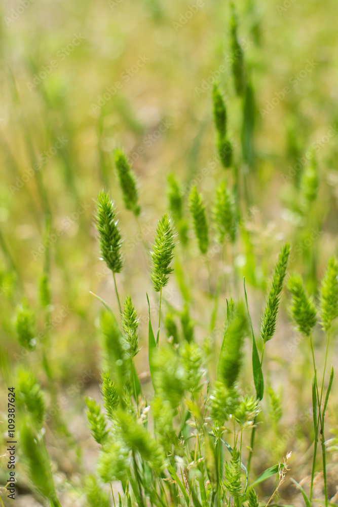 Timothy grass