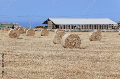 Rotoballe di fieno photo