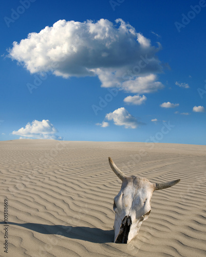 Desert skull  Africa