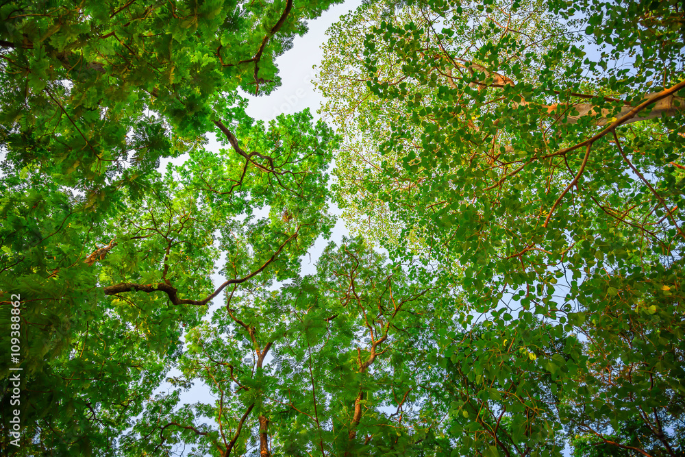 Fototapeta premium green forest background