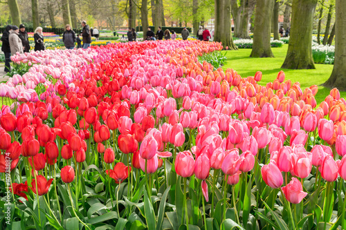 Pink and Red tulips