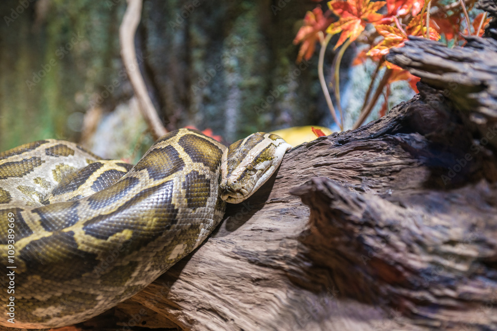 Snake Snake