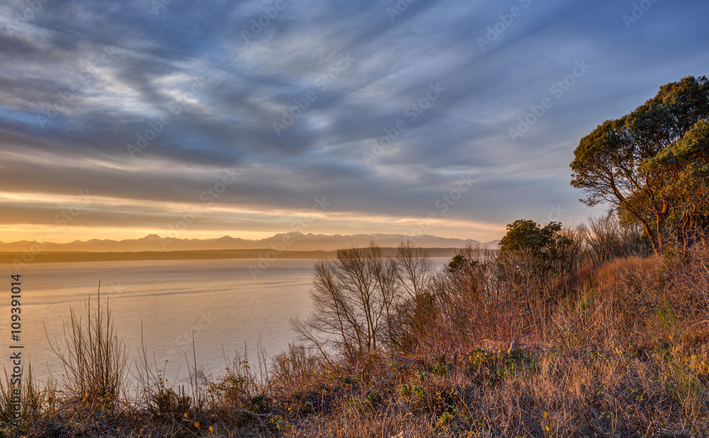 Cliff Side Trees, Bushes, and other Foliage take in the Dying Sunlight on a Cloudy Day in Seattle, Washington