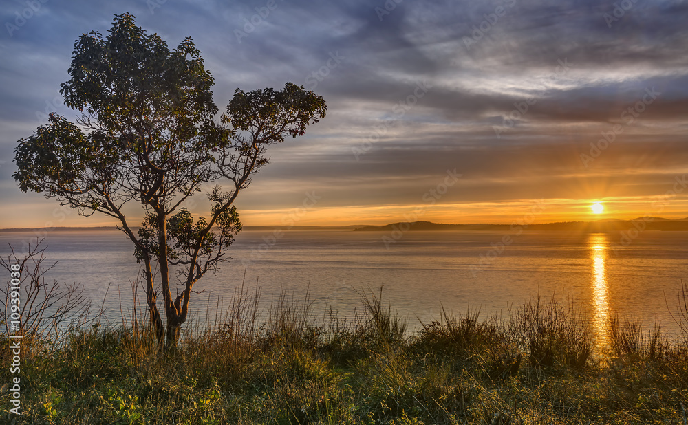 The Setting Sun still has enough Juice to Warm a Lone Tree on a Cliff in Seattle, Washington The Setting Sun still has enough Juice to Warm a Lone Tree on a Cliff in Seattle, Washington