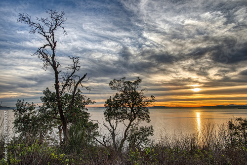 Sunset with Interesting Cloud Formations Silhouettes Interestingly Shaped Trees on Hillside in Seattle, Washington 