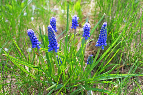 Blue muscari flowers © Gelia