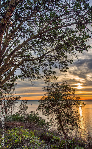 A Tugboat Slowly Drifts through the Opening of some Cliff Side Trees during Sunset in Seattle, Washington