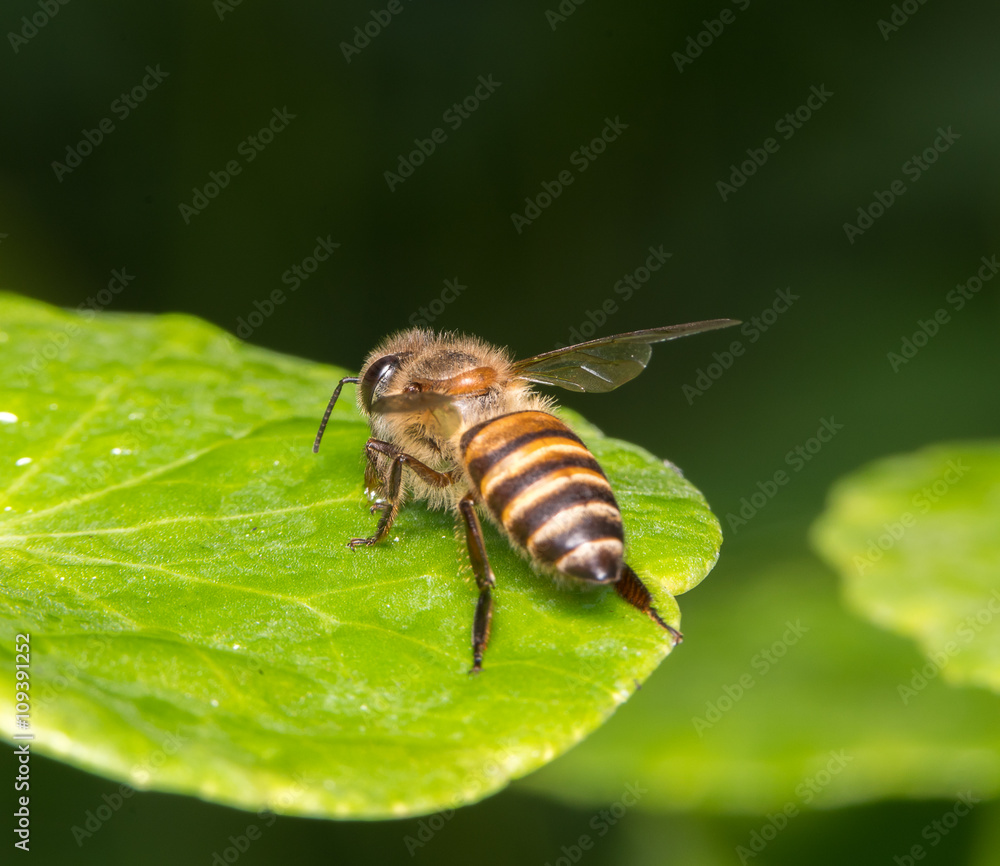 bee bee