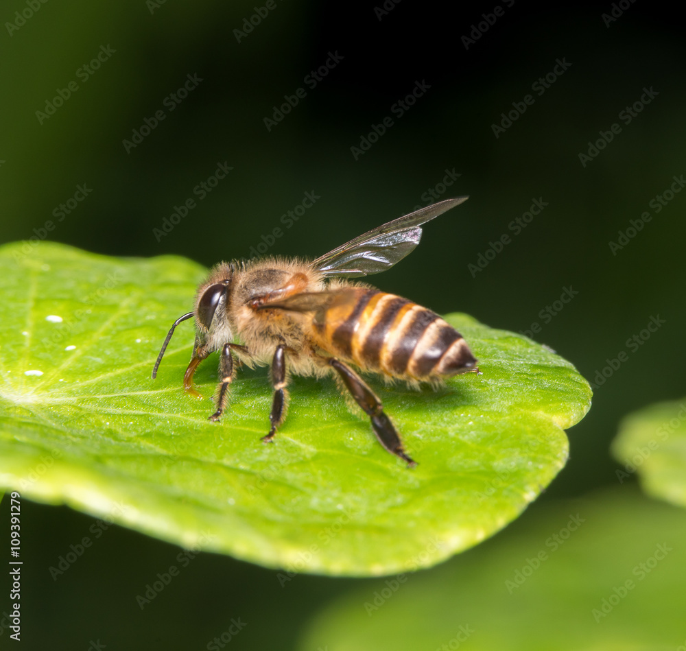 bee bee