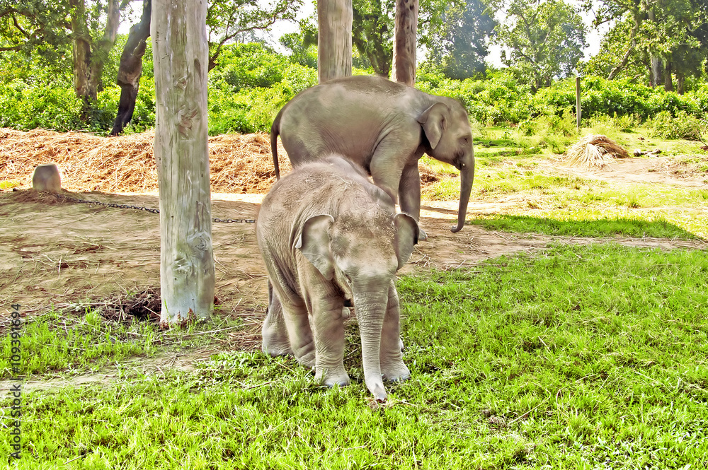 Elephants on the farm at Chitwan nation park in Nepal Stock Photo ...