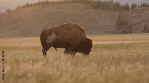A lone bison buffalo walking and grazing in a field at sunset in Yellowstone National Park.