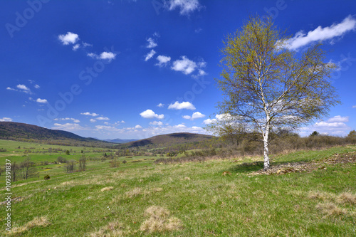 Fototapeta Naklejka Na Ścianę i Meble -  Brzoza na górskiej polanie