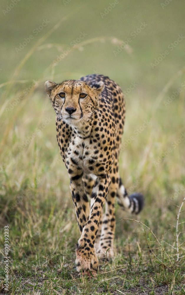 Fototapeta premium Cheetah in the savanna. Close-up. Kenya. Tanzania. Africa. National Park. Serengeti. Maasai Mara. An excellent illustration.