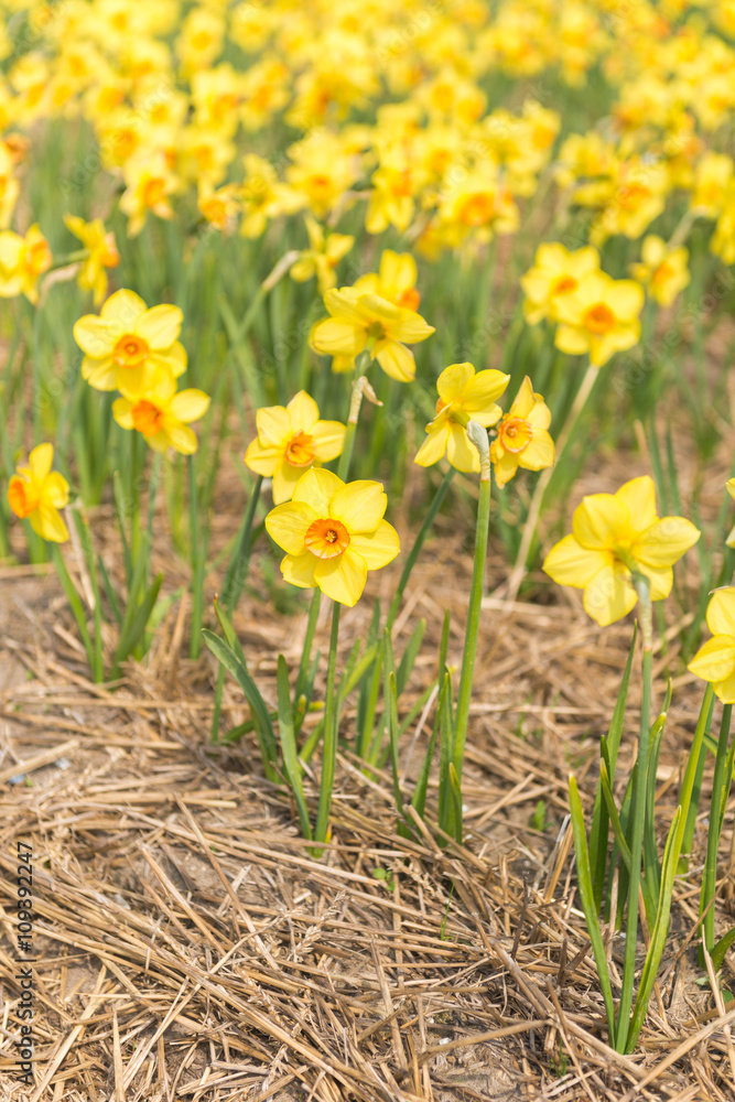 Yellow narcissus field in North Holland during spring Yellow narcissus field in North Holland during spring