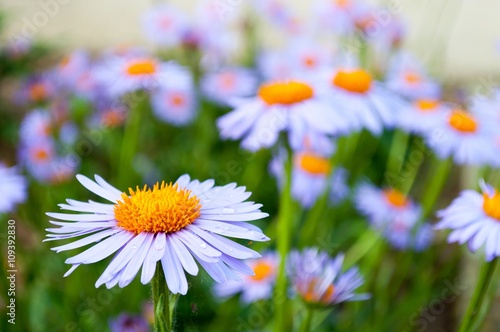 Detail view of nice purple daisy  marguerite  in the garden in springtime