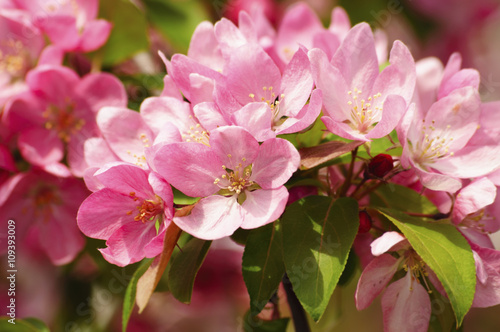 цветы райской яблони © ponhinelo