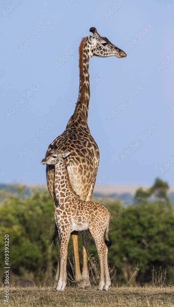 Obraz premium Female giraffe with a baby in the savannah. Kenya. Tanzania. East Africa. An excellent illustration.