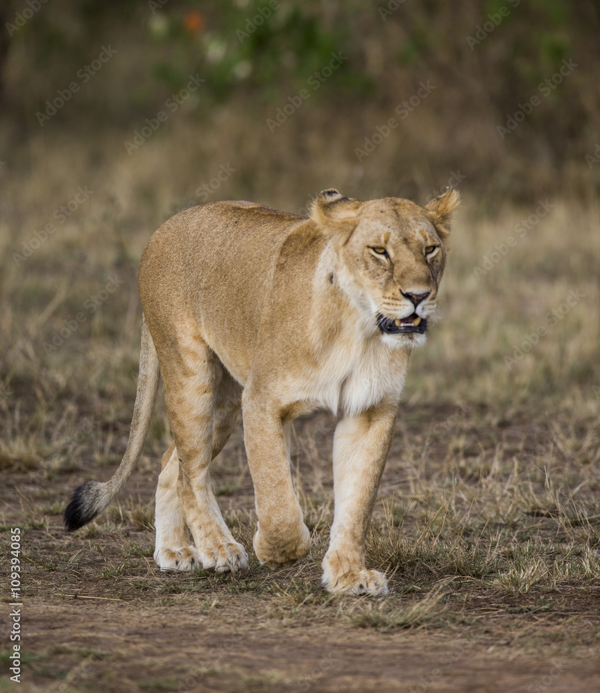 Lioness walking along the road in the national park. Kenya. Tanzania. Maasai Mara. Serengeti. An excellent illustration. Lioness walking along the road in the national park. Kenya. Tanzania. Maasai Mara. Serengeti. An excellent illustration.