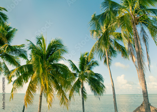 Tropical palm trees and ocean