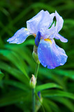 Bearded violet iris flower close up