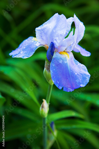 Bearded violet iris flower close up photo