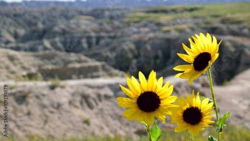 Blumen über Badlands Canyons