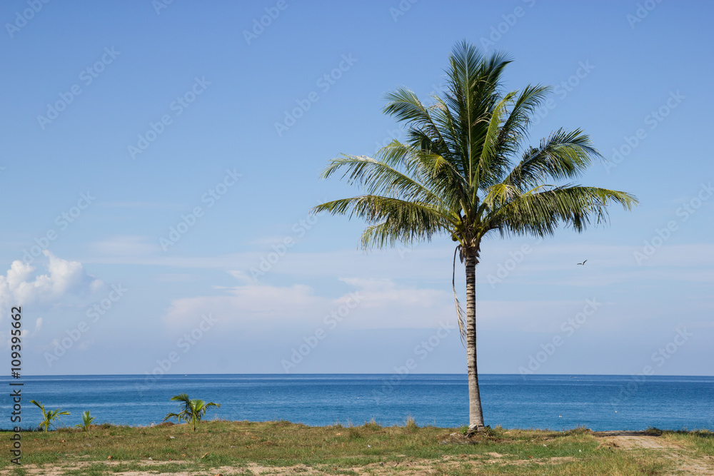 Coconut tree on the beach