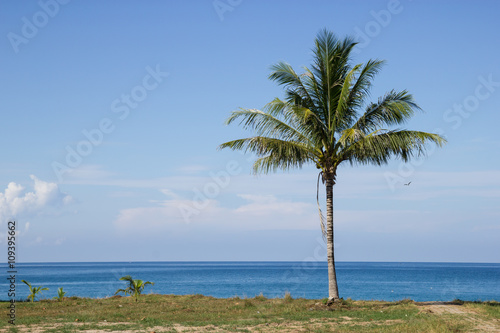 Coconut tree on the beach