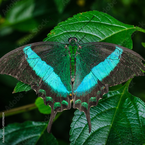 Фотография Bright butterfly wings