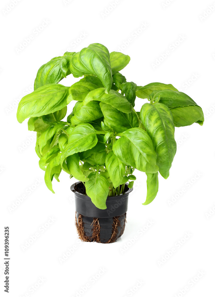 Fresh basil in pot. Fresh basil in pot.
