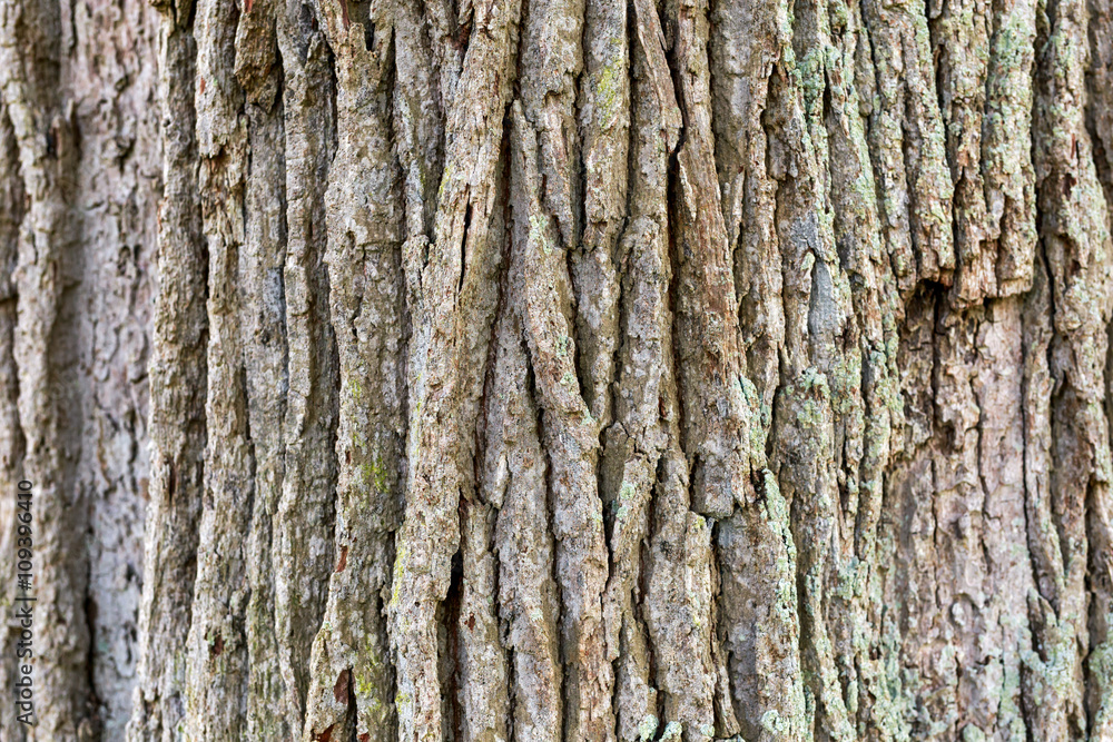 Old oak bark texture, background. Old oak bark texture, background.